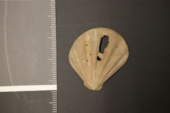 Media type: image;   Malacology 27849 Description: Digital documentation photo of dry specimen;